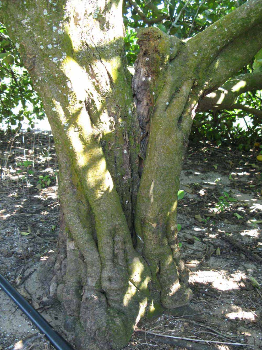            Bark (Todo del Ano, Winter Haven, FL)   